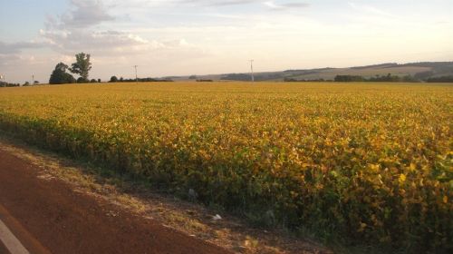 Produtores antecipam impacto nos preços com relatório de estoque