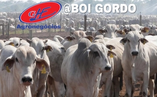 Cotação do boi gordo cai para R$ 316 por arroba neste início de semana