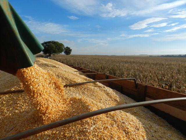 Milho: clima ruim na América do Sul provoca forte alta em Chicago