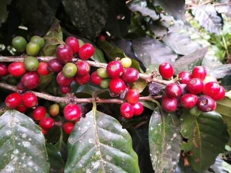 Primeiro levantamento da safra 2023 de café indica uma produção de 54,94 milhões de sacas