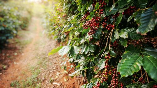 SP: estudo analisa indicadores econômicos de cultivares de café arábica