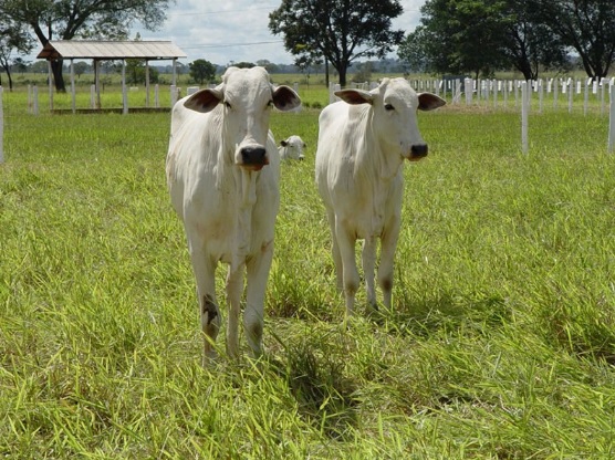 Exportações de carne bovina devem registrar recorde em 2022