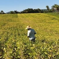 Projeto estimula a produção de soja no Centro-Oeste de Minas