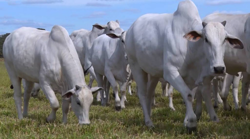 Preço do boi e novilha aumenta em Mato Grosso