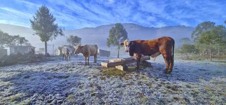 Animais sofrem com o frio e as geadas na Serra Catarinense. Veja fotos