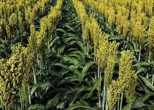 Produção de sorgo dispara no país