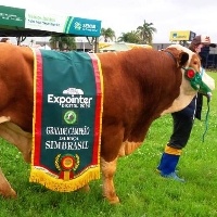 Expointer divulga regulamento da exposição de animais