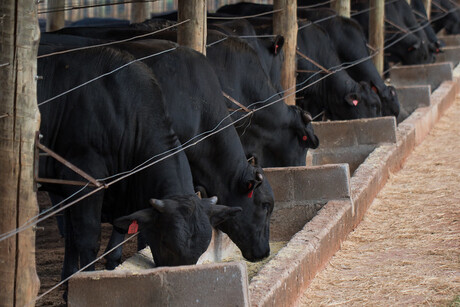 Cotações - Vaca gorda