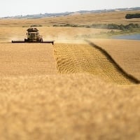 Nunca o Brasil produziu tanto trigo