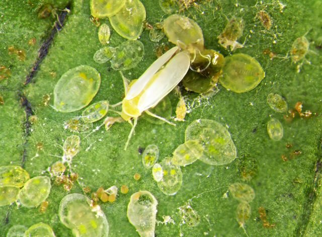 Mosca-branca é observada em lavouras de soja precoce em MT