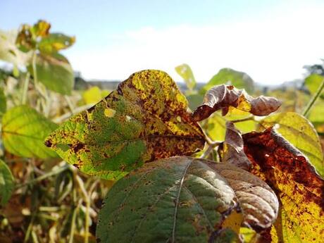 Ferrugem asiática é identificada em soja em Mato Grosso do Sul