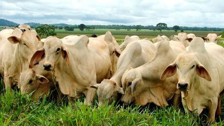 Semana começa com preços estáveis no mercado do boi gordo em SP