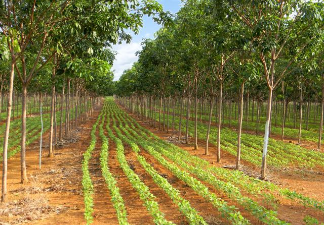 Comissão da Câmara debate fomento à agricultura de baixo carbono