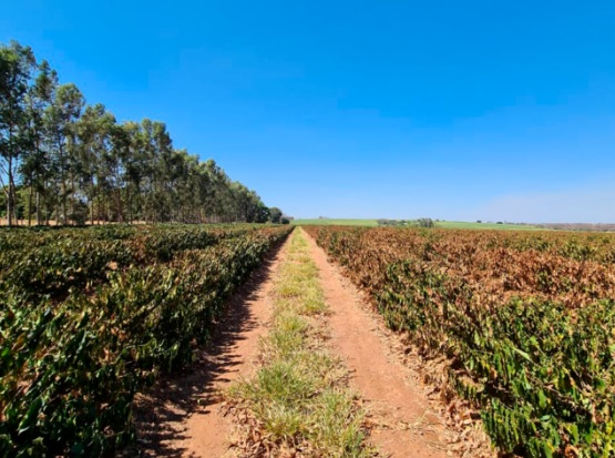 Fatores climáticos levaram à queda do PIB, diz secretaria