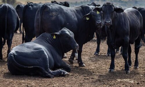 Cotações - Vaca gorda