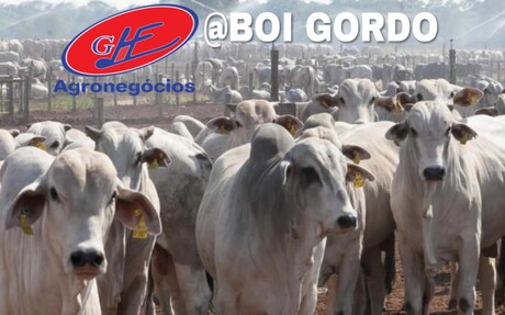 Mercado do boi gordo começa a semana calmo em SP