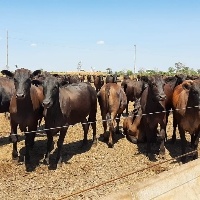 Programa Carne Angus visita propriedades em 7 municípios do Pará