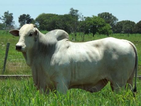 Praças do boi gordo testarão novas máximas, alinhadas ao reforço das mínimas da Scot