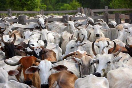 Mal da vaca louca: após parecer final da OIE, Mapa descarta risco para produção bovina no país