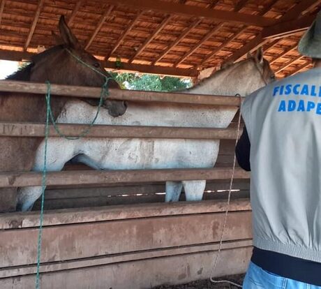 Tocantins confirma mais um cavalo infectado com mormo; total de casos chega a 17