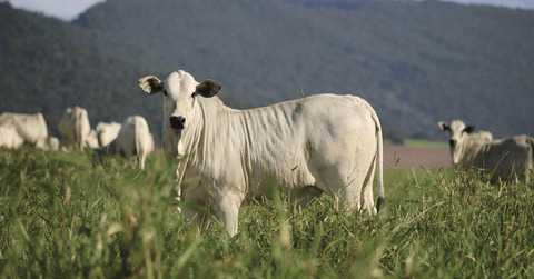 Cotações - Novilha gorda