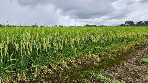 Preços do arroz registram pequenas oscilações e se apoiam na demanda para suporte