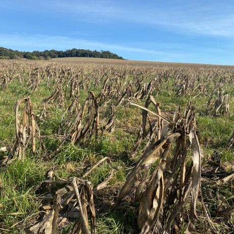 Milho: no Paraná, entidade alerta para perda de mais de 30% da produção