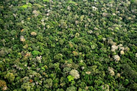 Empresas do agro e outros setores pedem protagonismo na agenda ambiental