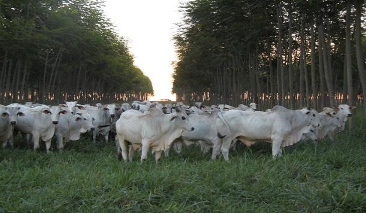 Termina no próximo dia 30 prazo para o envio de trabalhos ao 2º Congresso Mundial ILPF