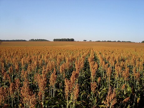 Mapa publica Zoneamento Agrícola do sorgo forrageiro e granífero para safra 2022/2023