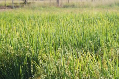 Abertura da Colheita de Arroz vai debater custos de produção do setor