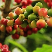 Brasil recebe a primeira certificação de cafeicultura regenerativa do mundo