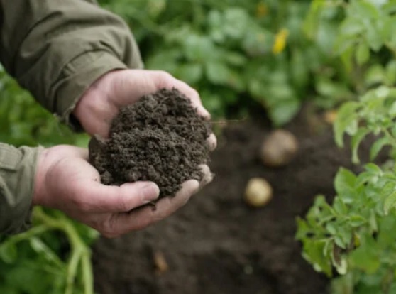 Basf anuncia programa global de agricultura de baixo carbono