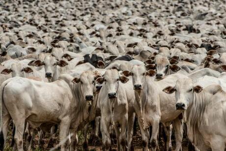 Preço do boi gordo deve seguir em alta até segunda quinzena de agosto; vejas notícias desta sexta