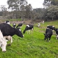 Frio intenso causa preocupação aos produtores de leite