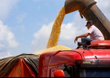 No Paraná, colheita de milho avança para o fim com boa notícia para produtor 