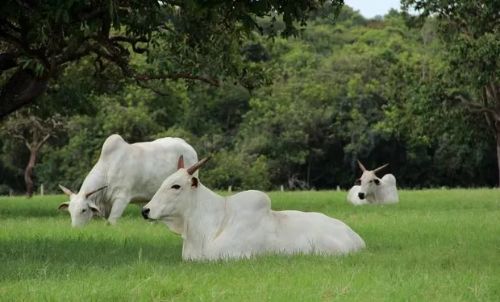 Boi na sombra e picanha em alta: falta de reposição eleva arroba bovina