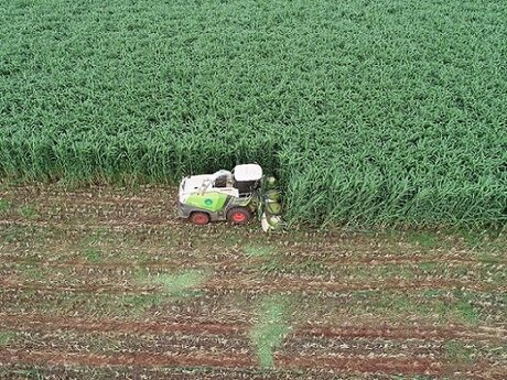 Estudo da Embrapa avalia sorgo gigante em consórcio com braquiária e panicum