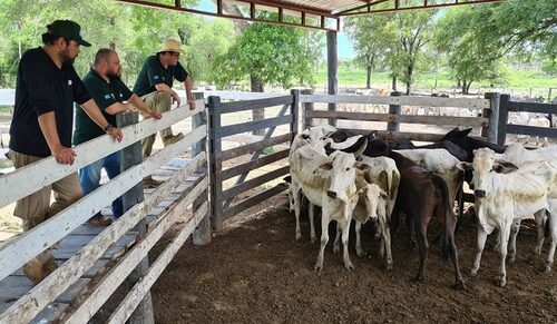 Gado avaliado em R$ 1 milhão é recuperado no Paraguai 