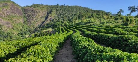 Embrapa e Epamig apontam perspectivas para setor cafeeiro