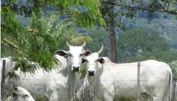 Leia Cotações - Vaca gorda