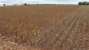 Fim do vazio sanitário: onda de calor pode atrasar plantio