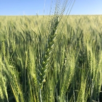 Trigo irrigado cresce no Cerrado Brasileiro