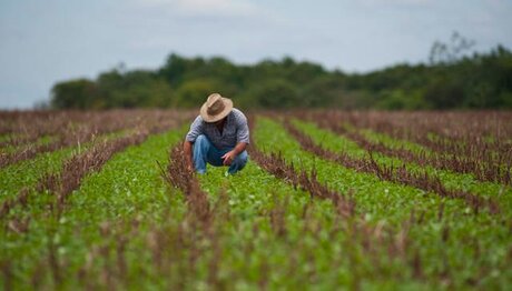 Especialistas analisam o que levou o Brasil a ser potência no agro