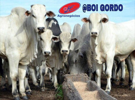 Cotações - Boi gordo (Boi China)