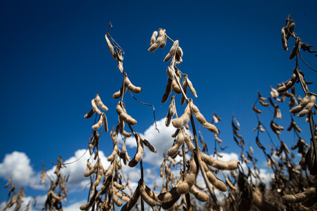 Valor Bruto da Produção Agropecuária deve ultrapassar os R$ 90 bilhões em 2021