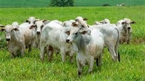 Mercado do boi gordo mantém estabilidade