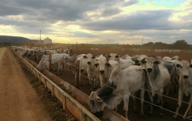 Boi gordo: oferta enxuta deve sustentar preços da arroba em março