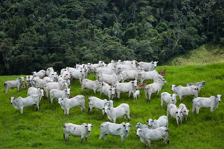 Preço dos animais de reposição sobe 1,5% em janeiro