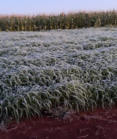 Risco de geada, frente fria e muita chuva; confira a previsão do tempo para o fim de semana